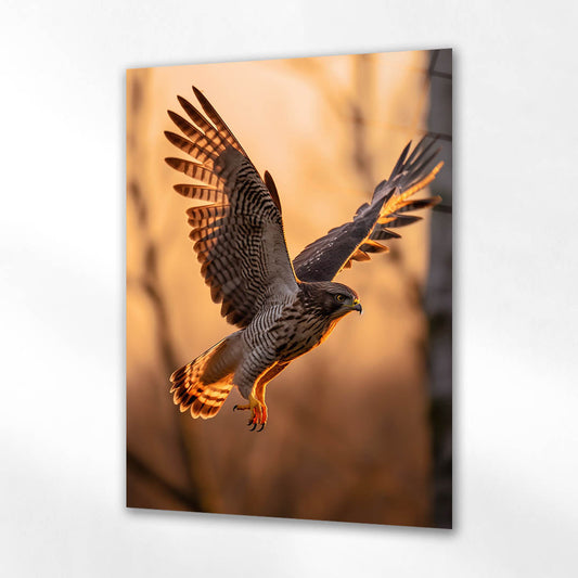 Gün Işığında Uçan Şahin Cam Tablo