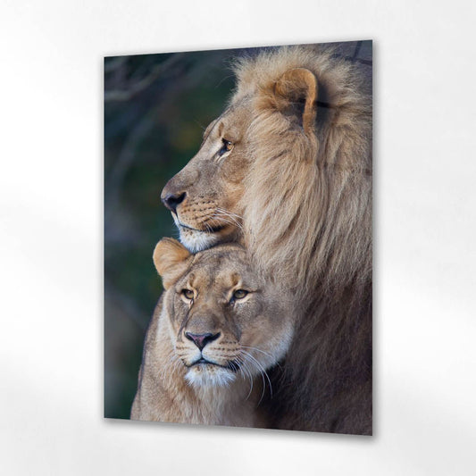 Aslan Çifti Doğal Portre Cam Tablo