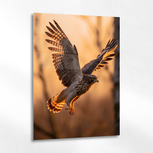 Gün Işığında Uçan Şahin Cam Tablo