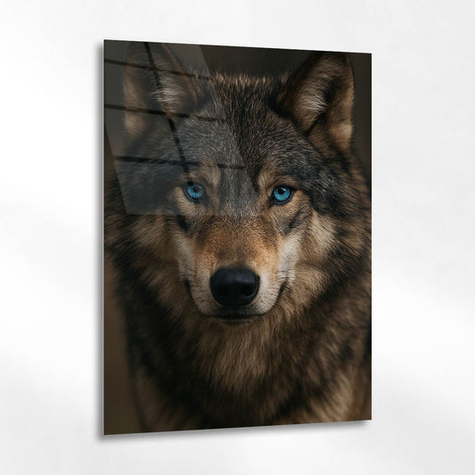 Mavi Gözlü Kurt Karanlık Portre Cam Tablo