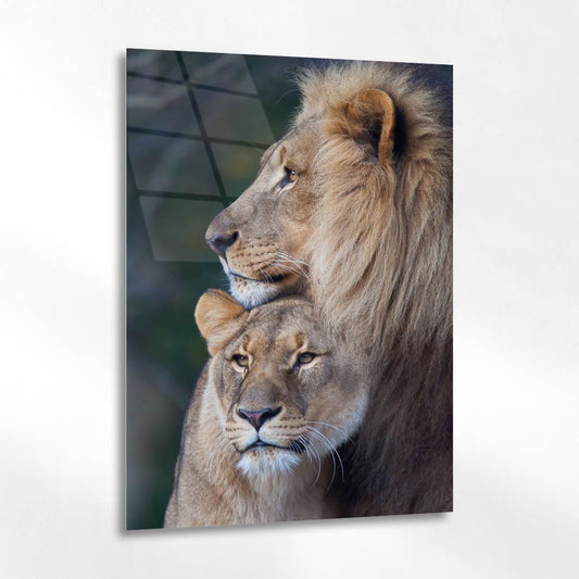 Aslan Çifti Doğal Portre Cam Tablo
